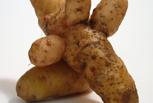 A waxy textured fingerling potato with a nice, nutty flavor.<br />
 <a href='/products/recipes/p-54.html'>View recipes</a>