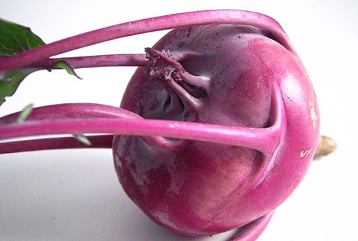 Large, crunchy bulbs with deep purple skin. Excellent raw or lightly cooked.<br />
 <a href='/products/recipes/p-63.html'>View recipes</a>